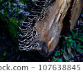 Beautiful Kawaratake mushroom growing on a stump 107638845