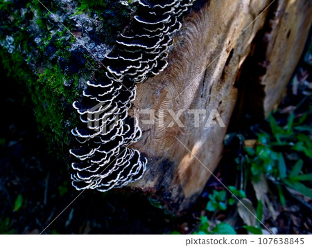 Beautiful Kawaratake mushroom growing on a stump 107638845