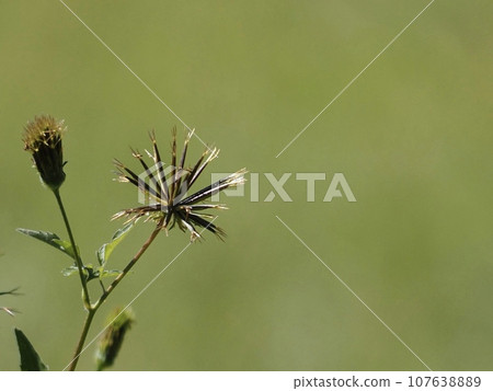 Autumn scenery with coriander grass Autumn scenery with coriander grass 107638889