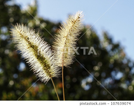 Autumn landscape: wild grass and blue sky 107639074