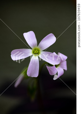 Oxalis triangularis flowers 107639459
