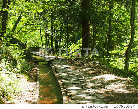 Tsukechi Gorge/Promenade C with a rich forest bathing environment Tsukechi Gorge/Promenade C with a rich forest bathing environment 107639557