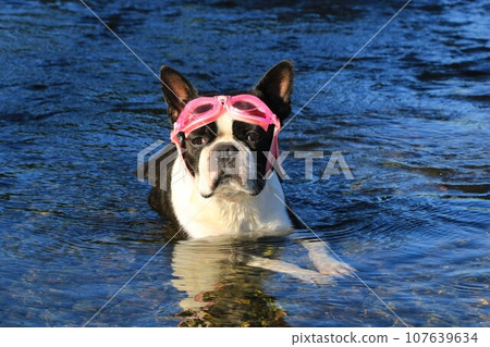 Mighty, a Boston terrier wearing goggles, lies down in the clear stream of the Miyako River and stares at the valley ♡ Mighty, a Boston terrier wearing goggles, lies down in the clear stream of the Miyako River and stares at the valley ♡ 107639634