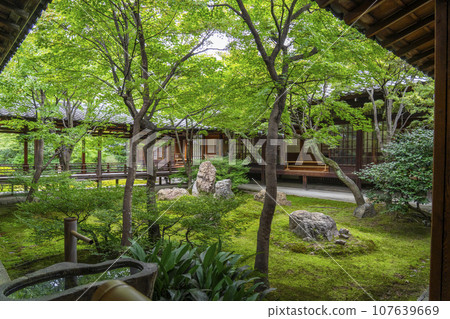 建仁寺紫苑花園 美麗的庭園（京都市東山區） 107639669