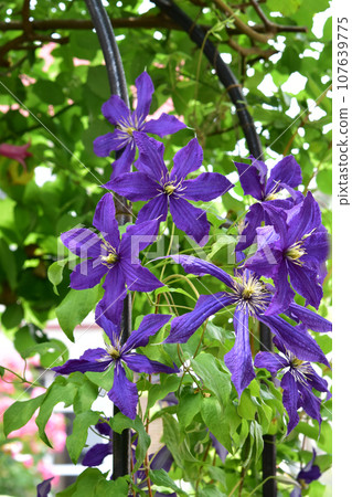 Clematis in the garden arch Clematis in the garden arch 107639775