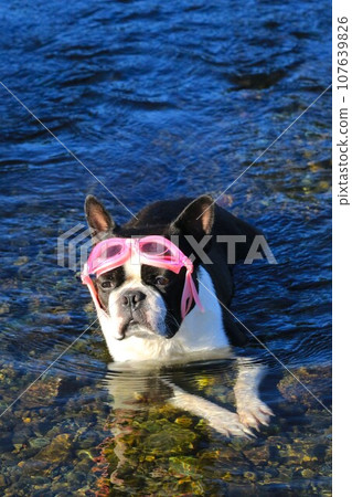 波士頓梗犬Mighty躺在宮古川的淺灘上，凝視著山溪♡ 107639826