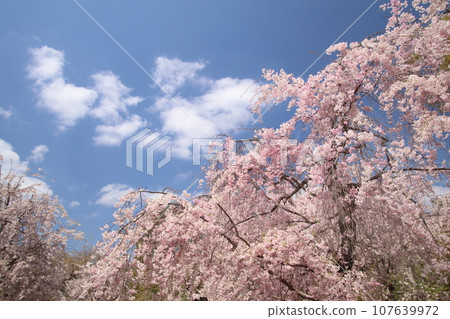 櫻花 107639972