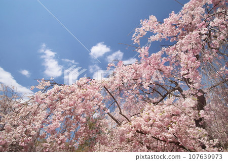 櫻花 櫻花 107639973