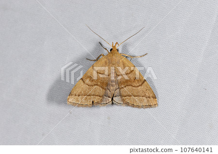 Usuguroatuba (Tsurui Village, Hokkaido) 107640141