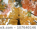 Autumn leaves in Canada 107640146