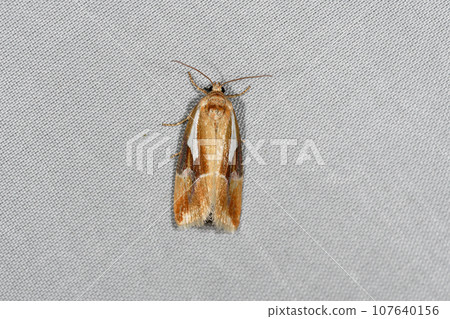 White-crowned moth (Tsurui village, Hokkaido) White-crowned moth (Tsurui village, Hokkaido) 107640156