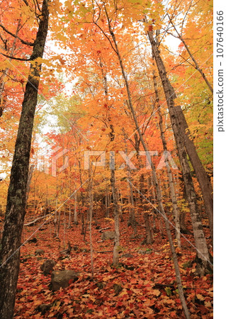 Autumn foliage in Canadian National Parks Autumn foliage in Canadian National Parks 107640166