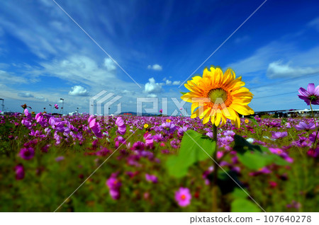 Sunflowers blooming in a cosmos field 107640278