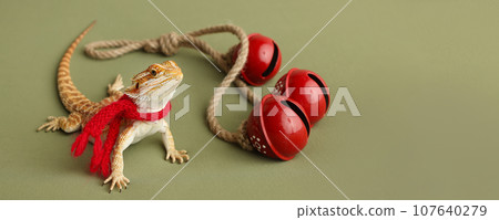 Bearded dragon, pogona vitticeps, isolated on green background, Tiger Pattern Morphs. Professional studio macro photography on isolated green background. Red New Year's scarf. New Year card. Banner. Bearded dragon, pogona vitticeps, isolated on green background, Tiger Pattern Morphs. Professional studio macro photography on isolated green background. Red New Year's scarf. New Year card. Banner. 107640279