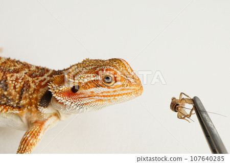 Bearded dragon, pogona vitticeps, isolated on white background, Tiger Pattern Morphs. Professional studio macro photography Feeding a lizard grasshoppers and crickets using metal tweezers. Bearded dragon, pogona vitticeps, isolated on white background, Tiger Pattern Morphs. Professional studio macro photography Feeding a lizard grasshoppers and crickets using metal tweezers. 107640285