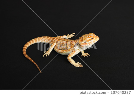 Bearded dragon, pogona vitticeps, isolated on black background, Tiger Pattern Morphs. Professional studio macro photography on isolated white background 107640287