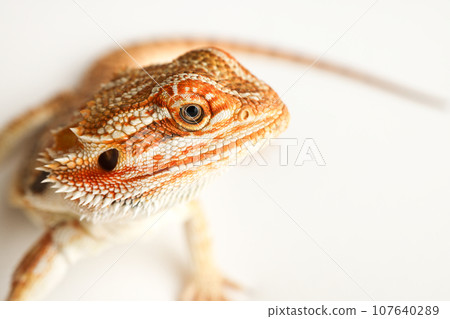 Bearded dragon, pogona vitticeps, isolated on white background, Tiger Pattern Morphs. Professional studio macro photography on isolated white background Bearded dragon, pogona vitticeps, isolated on white background, Tiger Pattern Morphs. Professional studio macro photography on isolated white background 107640289