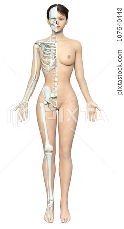 右側是骨骼模型的女性插圖 日本 3D 模型的全身前視圖 107640448