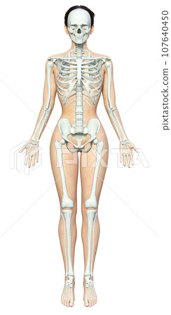 Illustration of a woman with overlapping muscles and skeletal model Japanese 3D model full body front 107640450