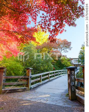 Yamanashi_A spectacular view of Kai's Saruhashi bridge and autumn leaves 107640694
