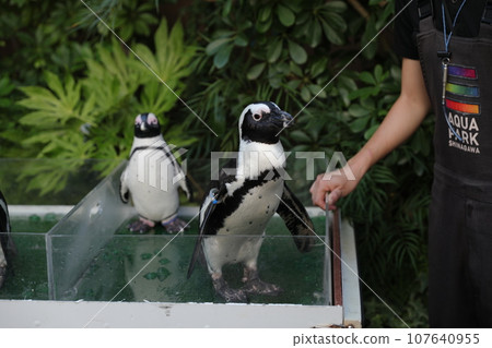 斑嘴環企鵝 107640955