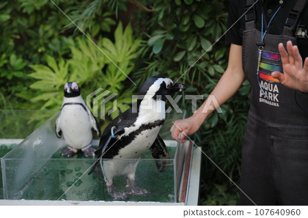 斑嘴環企鵝 107640960