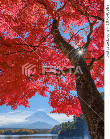 山梨縣精進湖_富士山和紅葉的壯麗景色 107640968