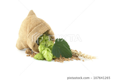 Hops cones and wheat isolated on white background 107641265