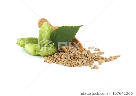 Hops cones and wooden scoop filled with grains on white Hops cones and wooden scoop filled with grains on white 107641266