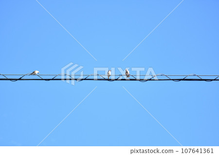 麻雀和光纜 麻雀和光纜 107641361