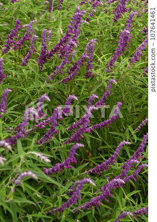 Purple flower Purple flower 107641461