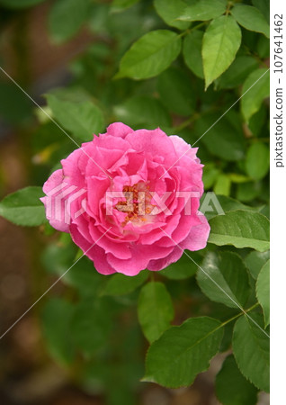 Autumn rose flower Autumn rose flower 107641462