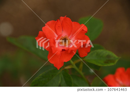 A red rose A red rose 107641463