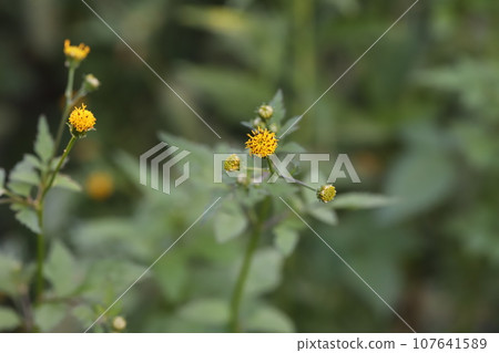 Yellow coriander flowers blooming in the autumn field 107641589