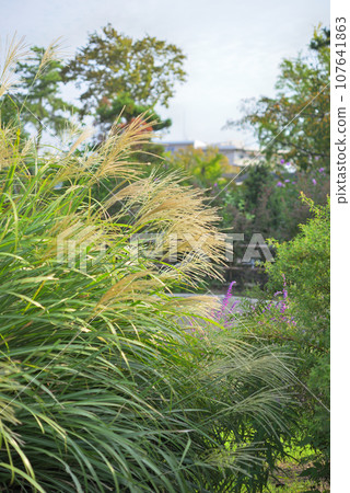 Japanese pampas grass bathed in the autumn sun 107641863