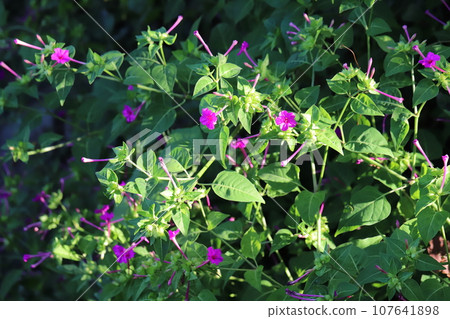 Pink psyllium flowers blooming in the autumn field Pink psyllium flowers blooming in the autumn field 107641898