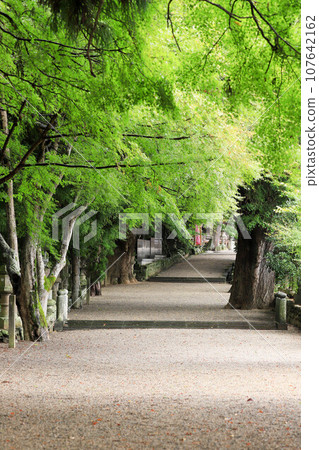 The approach path surrounded by greenery at Tsukuda Shrine 107642162