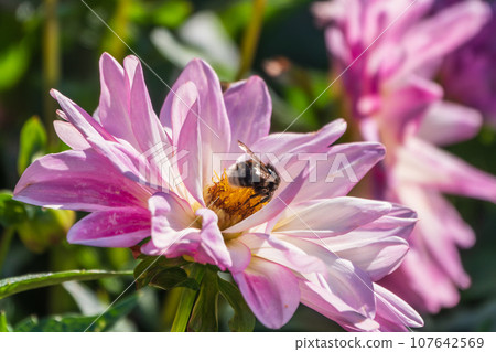 A bee collects nectar from pink dahlia flower in the garden in summer close-up. 107642569