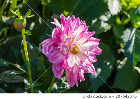 Pink flowers dahlia pinnata collar mignon blooming in the garden. 107642570