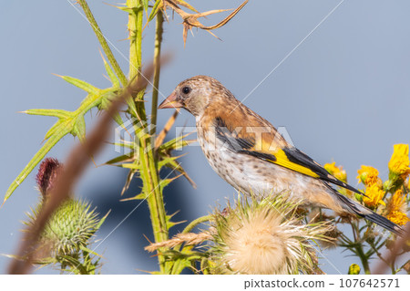 European goldfinch with juvenile plumage, feeding on the seeds of thistles. Carduelis carduelis. 107642571