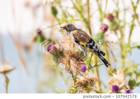 European goldfinch with juvenile plumage, feeding on the seeds of thistles. Carduelis carduelis. European goldfinch with juvenile plumage, feeding on the seeds of thistles. Carduelis carduelis. 107642578