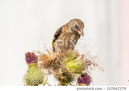 European goldfinch with juvenile plumage, feeding on the seeds of thistles. Carduelis carduelis. European goldfinch with juvenile plumage, feeding on the seeds of thistles. Carduelis carduelis. 107642579