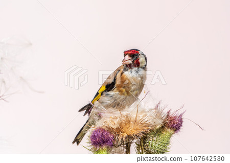 European goldfinch, feeding on the seeds of thistles. Carduelis carduelis. 107642580