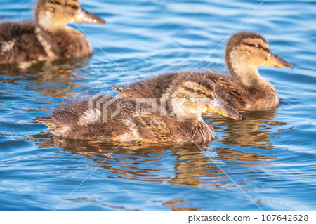 Cute little duckling swimming alone in a lake or river with calm water 107642628