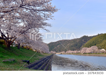 Shimane, Santoya Riverbed, cherry blossoms 107643030