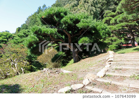 Former Nambu clan villa garden, scenery in the late summer heat Former Nambu clan villa garden, scenery in the late summer heat 107643099