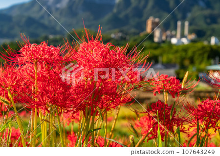 [Saitama Prefecture] Chichibu in autumn, Terasaka rice terraces in full bloom with red spider lilies 107643249