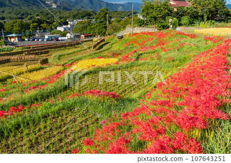 [埼玉縣]秋天的秩父、紅蜘蛛百合盛開的寺坂梯田 107643251