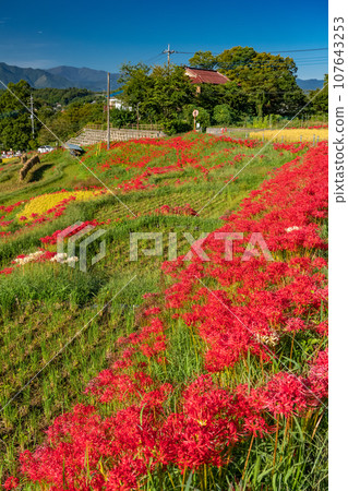[埼玉縣]秋天的秩父、紅蜘蛛百合盛開的寺坂梯田 107643253