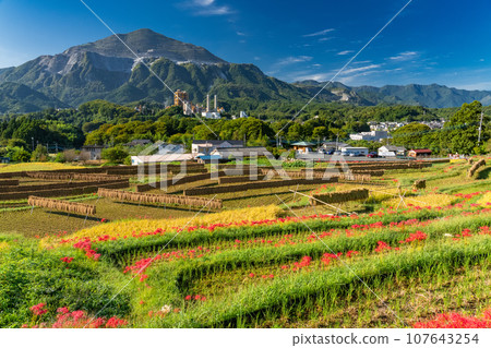 [Saitama Prefecture] Chichibu in autumn, Terasaka rice terraces in full bloom with red spider lilies 107643254